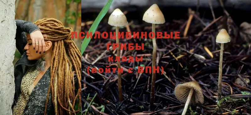 Галлюциногенные грибы Magic Shrooms  цена   Краснознаменск 